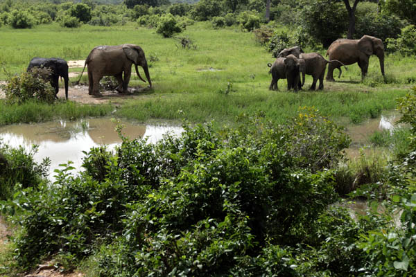 Savannah elephants in Mole National Park, Ghana